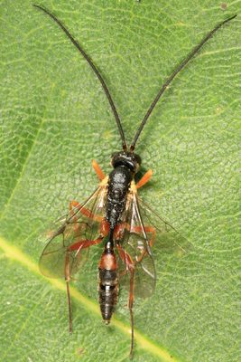 Campoplex sp.