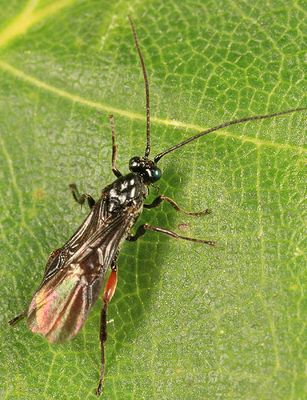 Lytopylus sp.