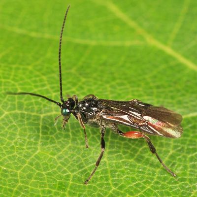 Lytopylus sp.