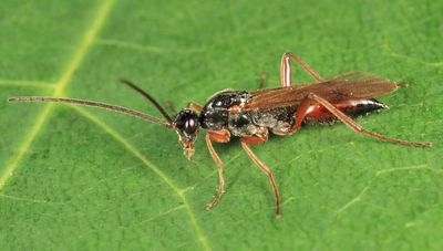 Proctotrupes gravidator (male)