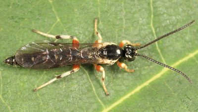 Exochus spilotus