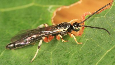 Exochus spilotus