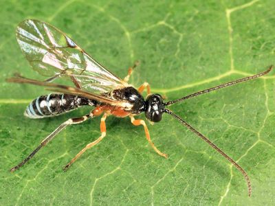 Smicroplectrus walleyi