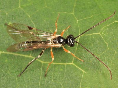 Smicroplectrus walleyi
