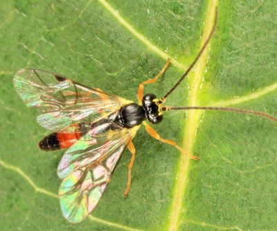 Sussaba pulchella