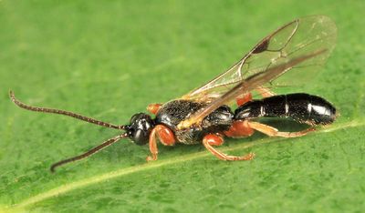 Triclistus pallipes