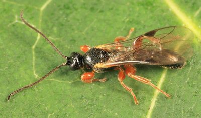Triclistus pallipes