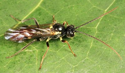 Eridolius sp.