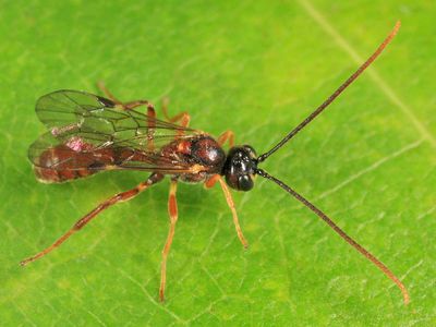 Exyston maculosum (male)