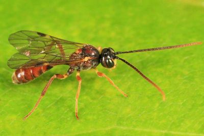 Exyston maculosum (male)