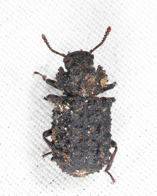 Forked Fungus Beetle - Bolitotherus cornutus (female)