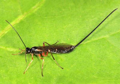 Dolichomitus pygmaeus