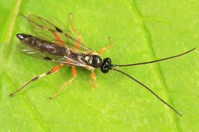 Pimpla aquilonia