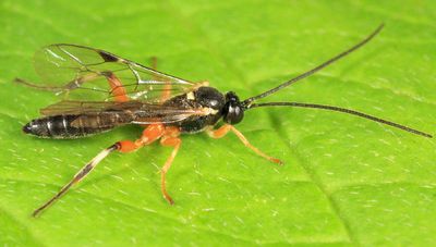 Pimpla aquilonia