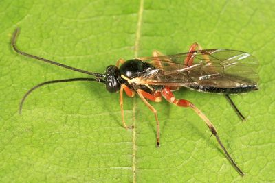 Syrphoctonus sp.