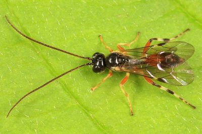Polyblastus tibialis