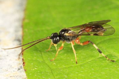 Polyblastus tibialis