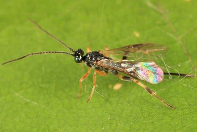 Neothlipsis cincta