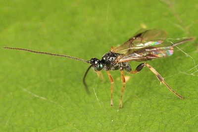 Neothlipsis cincta