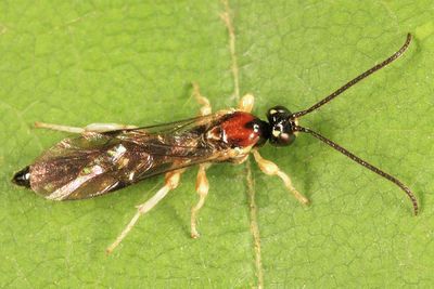 Exochus sp.