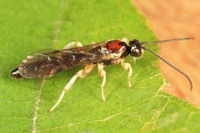 Exochus sp.