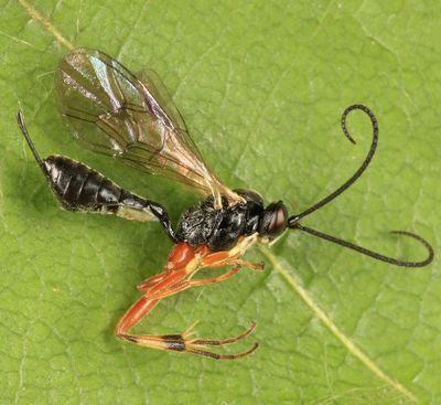 Tranosema sp.
