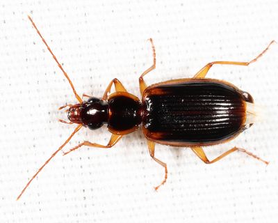 Cymindis limbata