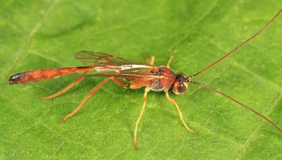 Barylypa sp.