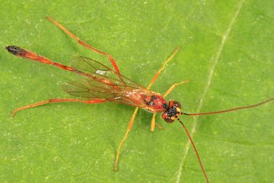 Barylypa sp.
