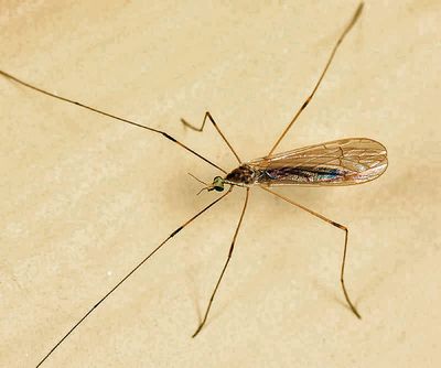 Gonomyia sulphurella