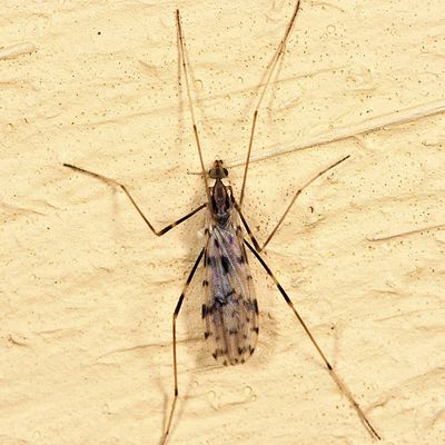Erioptera graphica