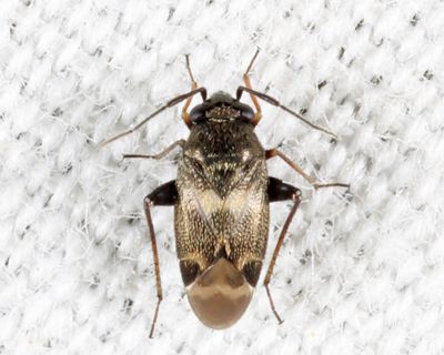 Spanagonicus albofasciatus