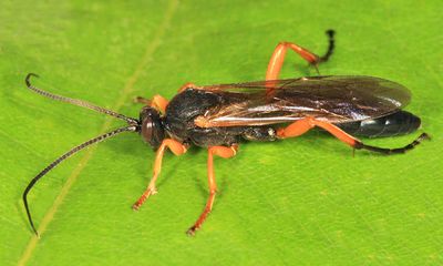 Limerodops mariannae