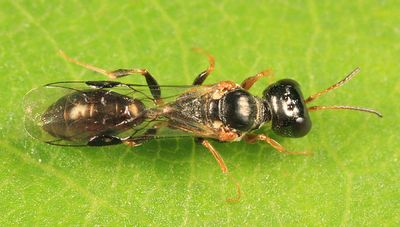 Stigmus americanus