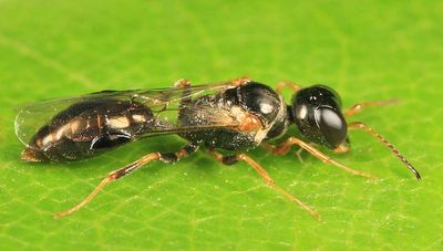 Stigmus americanus