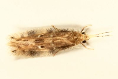 Oxyethira pallida