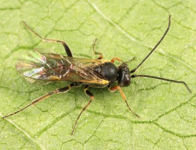 Bathyplectes infernalis