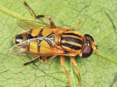 Helophilus latifrons