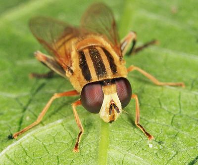 Helophilus latifrons