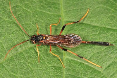 Therion petiolatum