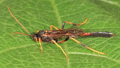 Therion petiolatum