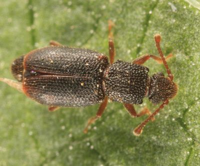 Monotoma americana