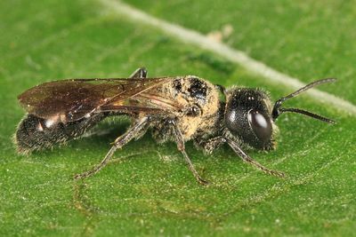 Pemphredon inornata