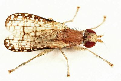 Trypetoptera canadensis