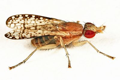 Trypetoptera canadensis