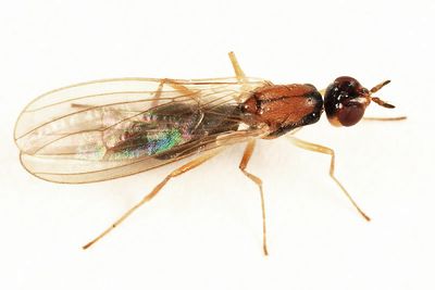 Psila perpolita