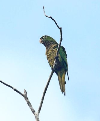 Olive-throated Parakeet - Aratinga nana