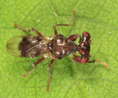 Stalk-eyed Fly - Sphyracephala subbifasciata