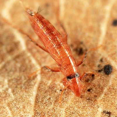 Fleas - Siphonaptera