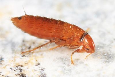 Squirrel Flea - Orchopeas howardi